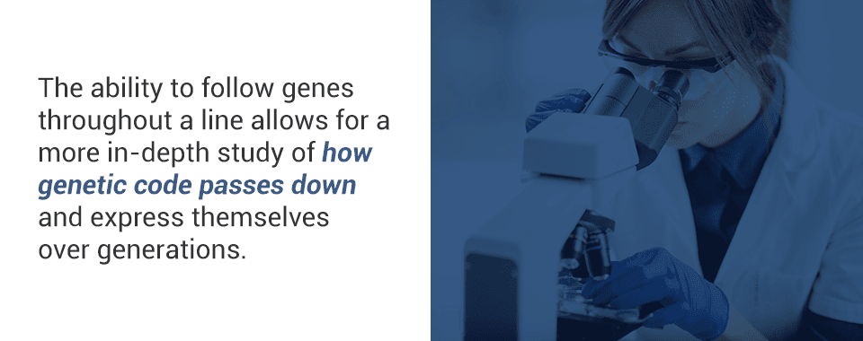 study cell lineages