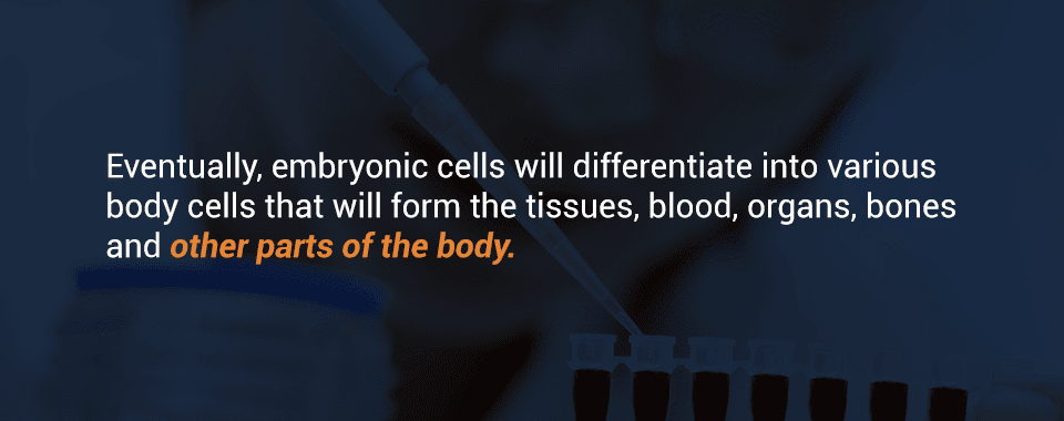 Express Target Gene After Cell Differentiation