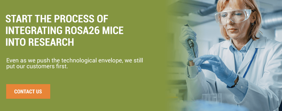 rosa26 mice for research