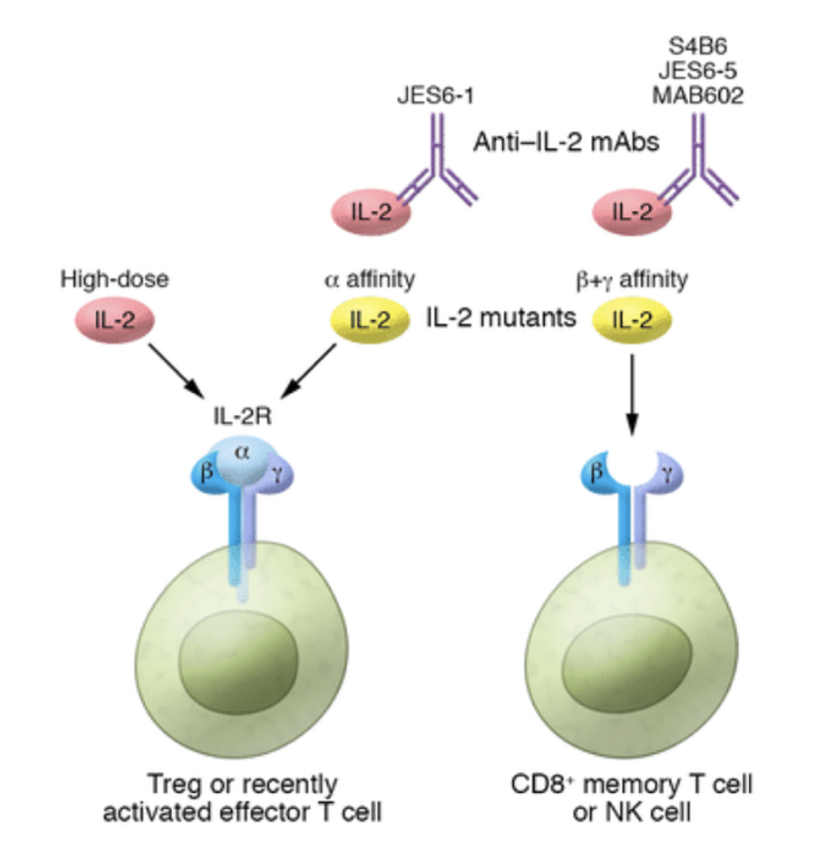 IL2 signaling pathway