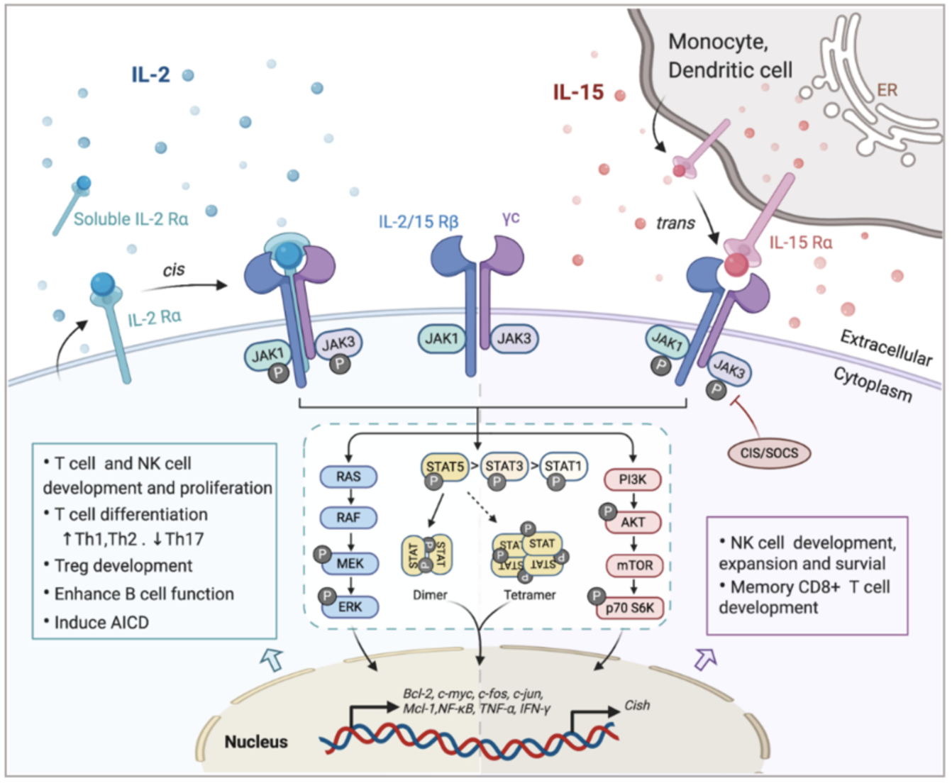 IL-2 and IL-15 signaling pathways 
