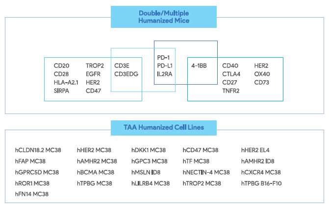 humanized mice for oncology research, targeting double and multiple candidates.