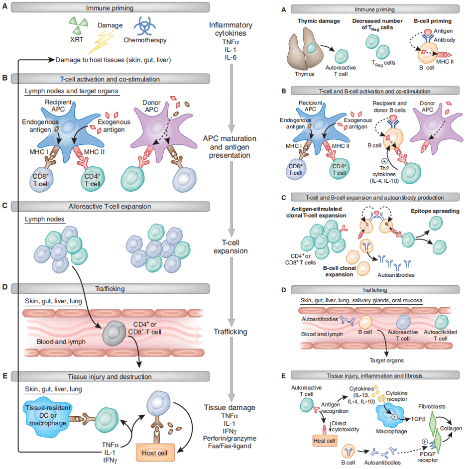 Stages of Acute and Chronic GvHD in Mice