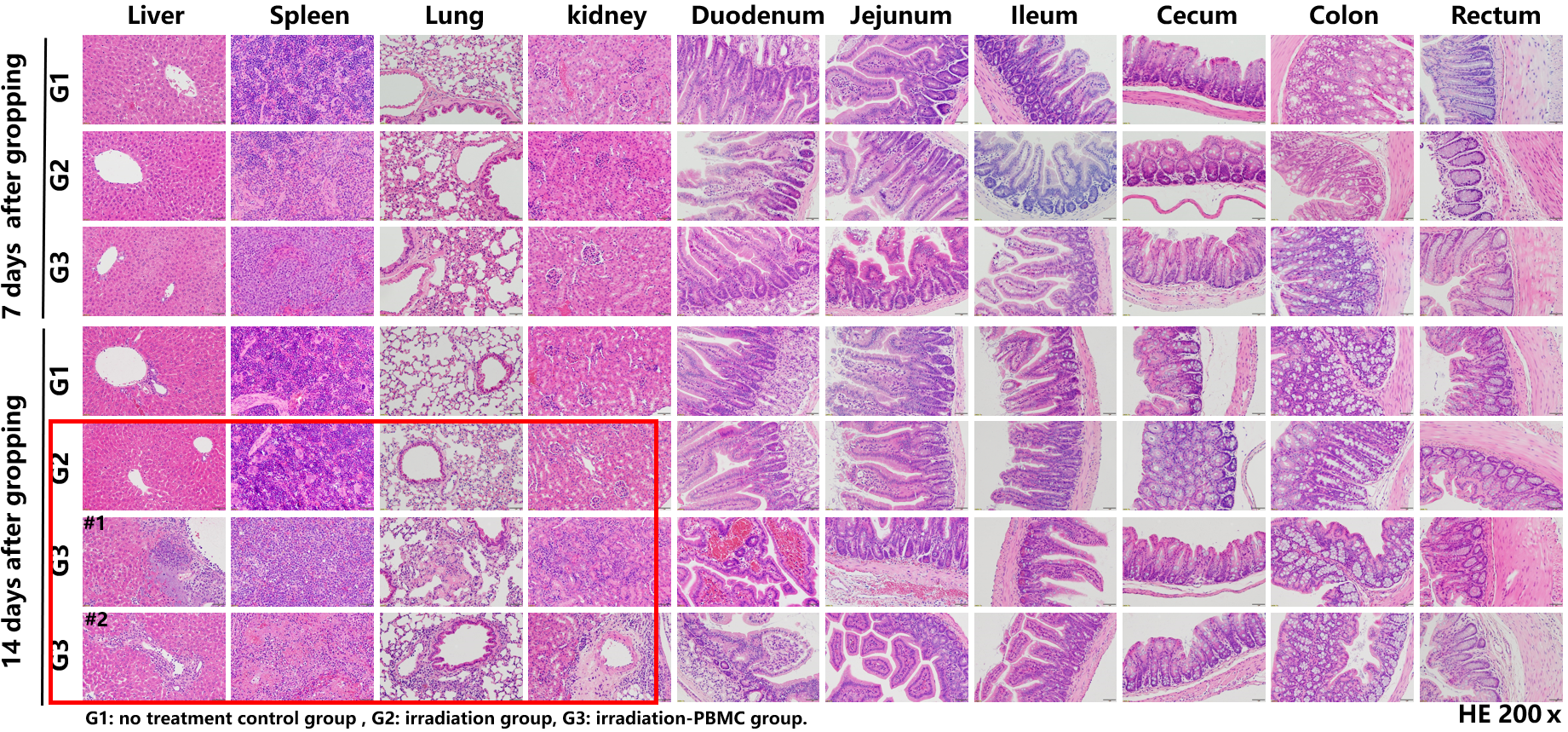 Hematoxylin and eosin (H&E) staining in GvHD mouse models