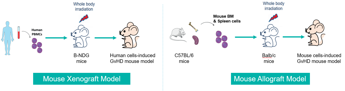 Establishment of GvHD Mouse Models