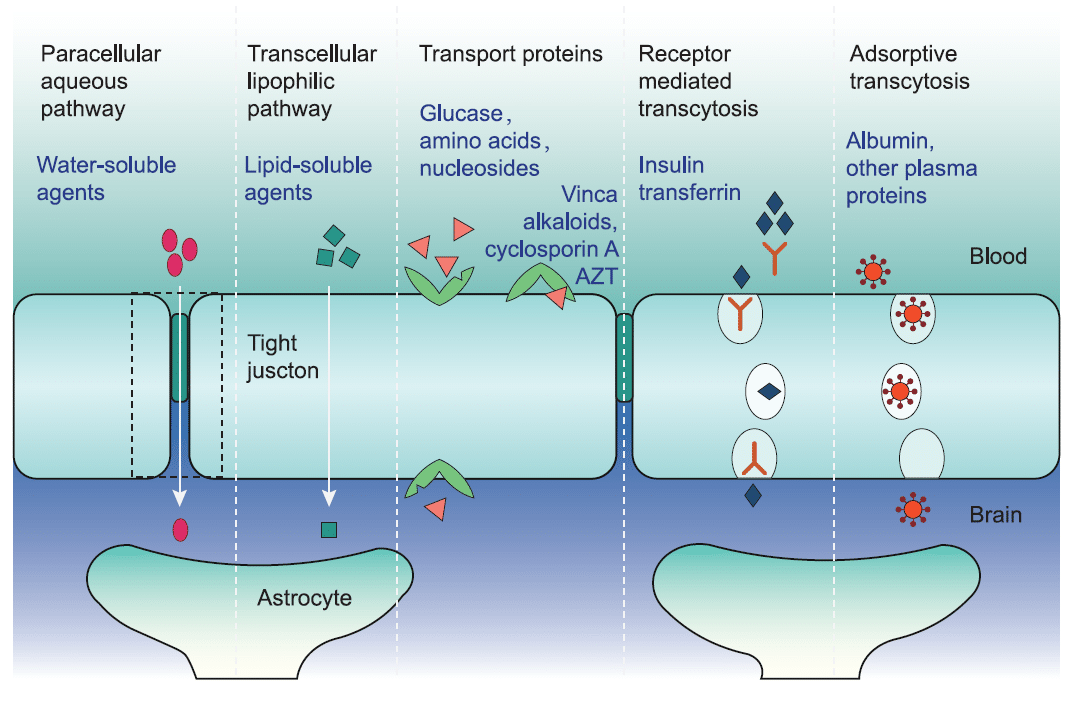 Blood brain barrier