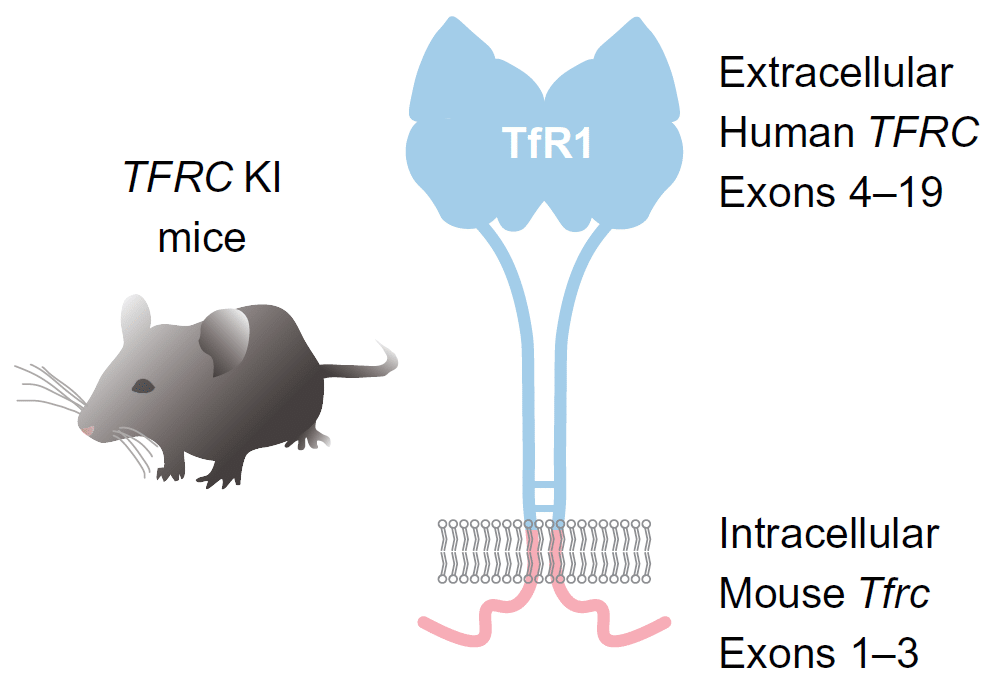 Genetic strategy for humanized mice of TFR1 at Biocytogen