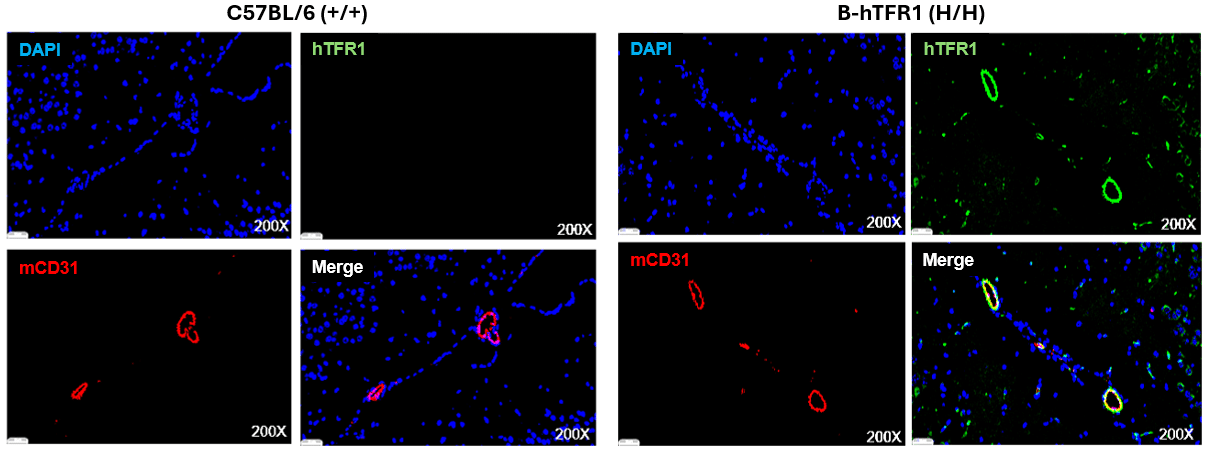 Immunofluorescence staining of brain sections from WT and B-hTFR1 mice.