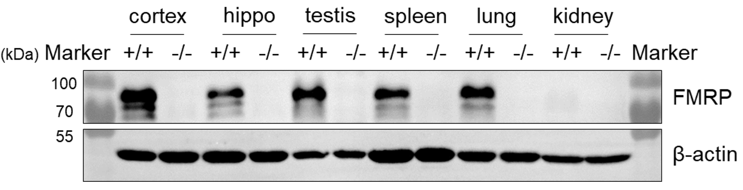 FMRP protein is absent in homozygous B-Fmr1 KO mice. Tissue lysates were prepared from wild-type (+/+) and B-Fmr1 KO (-/-) mice for analysis.