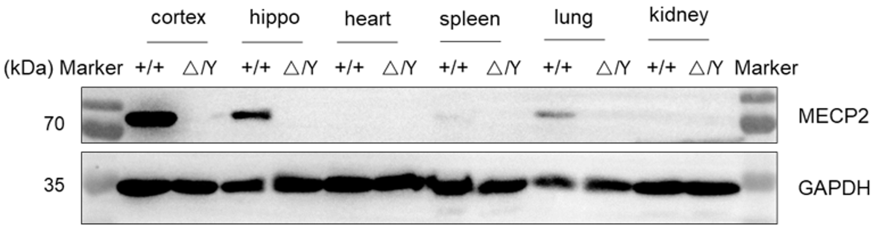 MECP2 is absent in B-MeCP2 KO mice. Tissue lysates were prepared from wild-type (+/+) and B-MeCP2 KO (Δ/Y) mice for analysis.