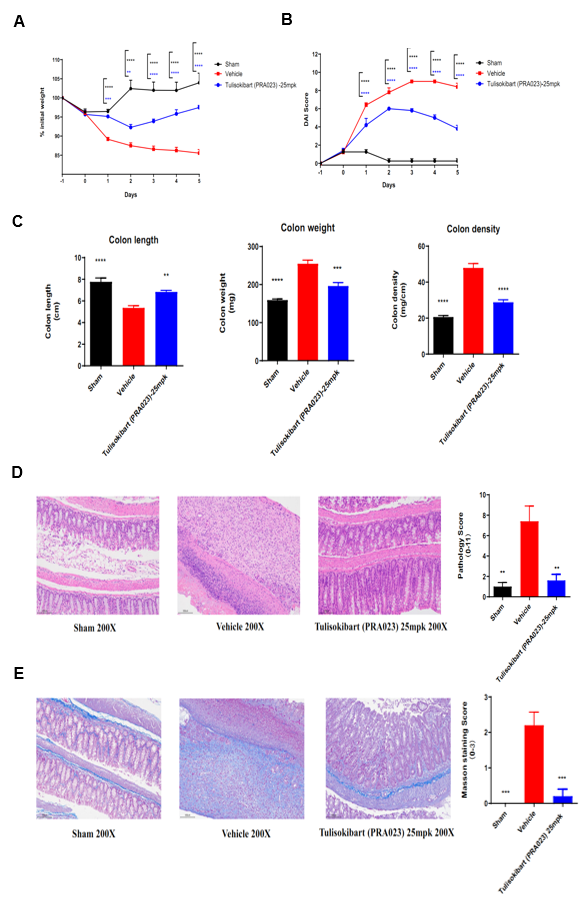 TNBS-induced acute colitis in B-hTL1A mice
