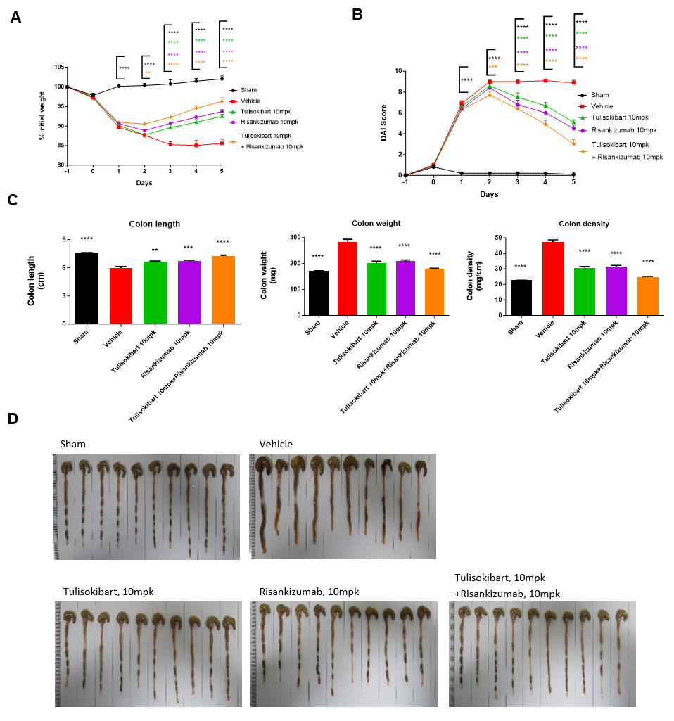 DSS-induced IBD mouse model in B-hTL1A/hIL23A/hIL12B mice