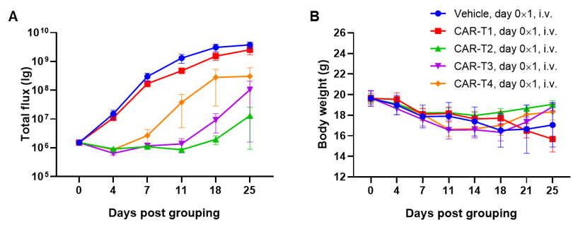 Establishment of a Raji Lymphoma Model in B-NDG Mice and Verification of CAR-T Therapy Efficacy