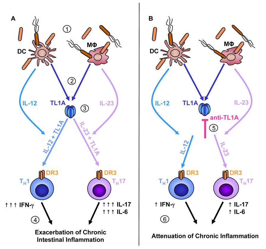 TL1A in Chronic Colitis. (Source: Takedatsu et al., 2008)