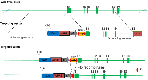 Preclinical CRO, Animal Models & Human Antibodies | Biocytogen